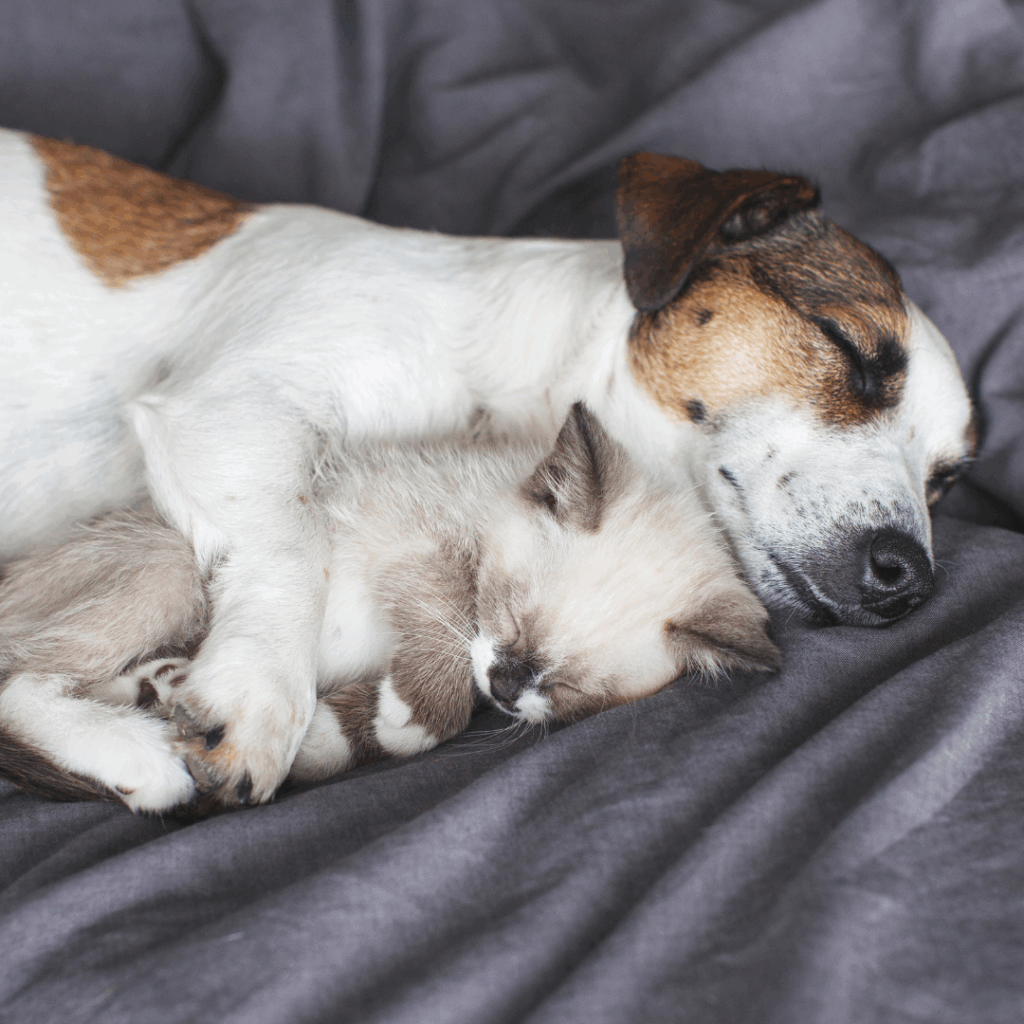pets on divorce